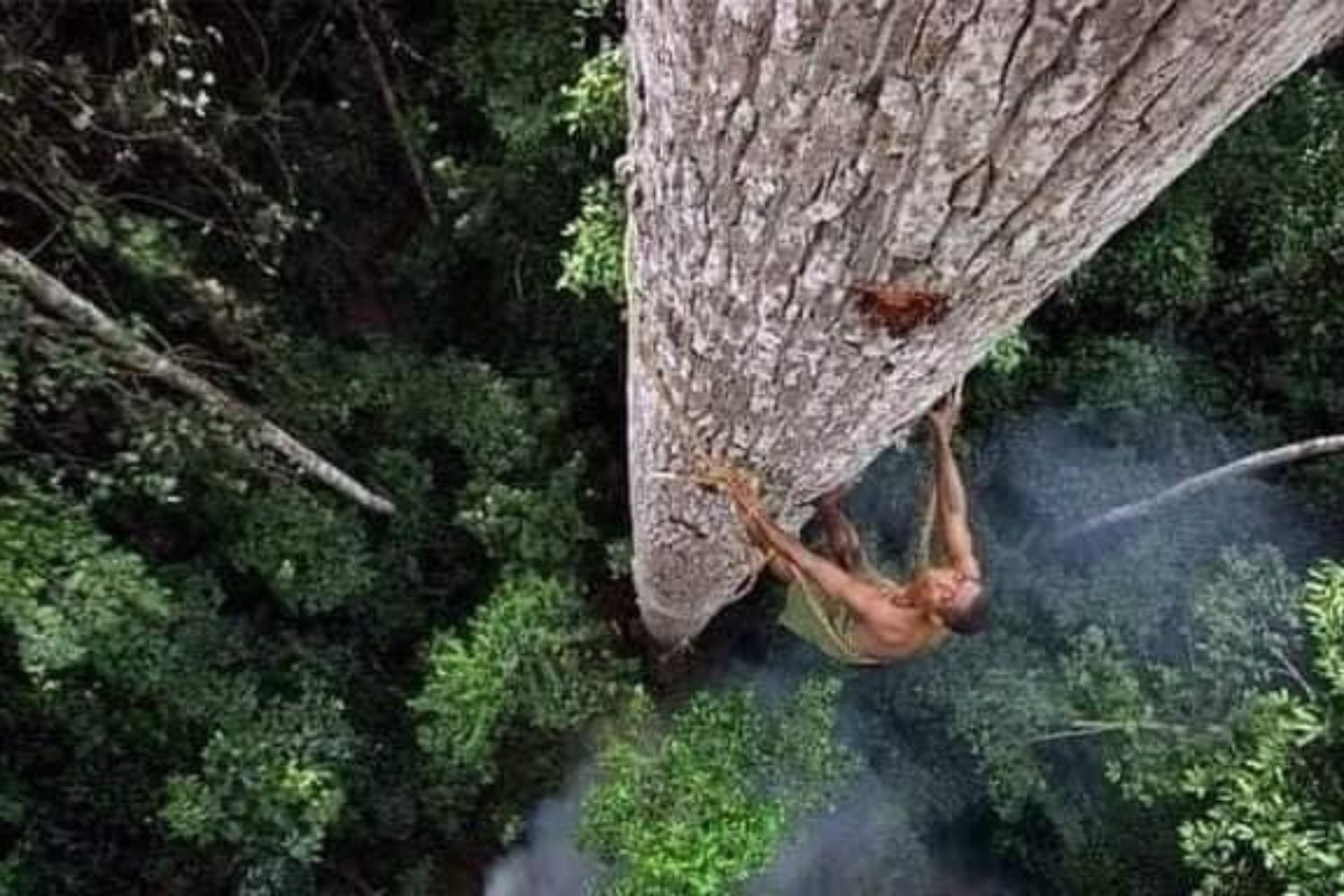 As casas nas árvores da tribo Korowai são tão altas que parecem tocar o céu