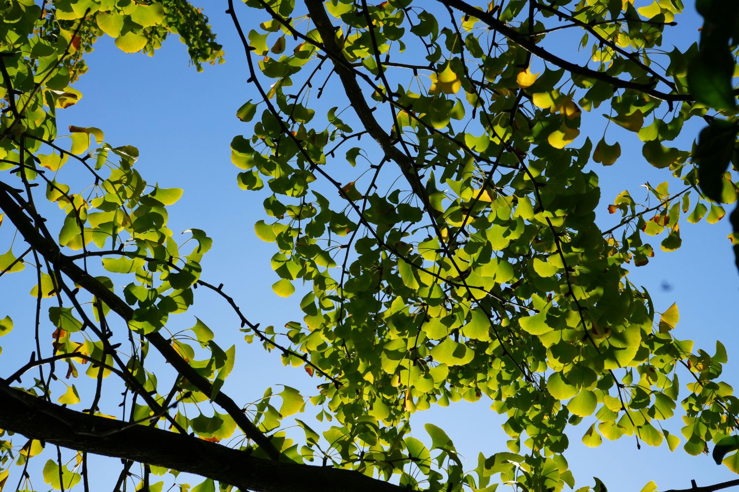 Fotossíntese surge quase 1 bilhão de anos antes do previsto — veja o que a ciência acabou de descobrir