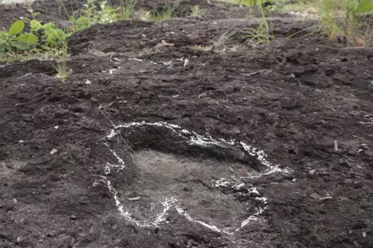Dinossauros na Amazônia? Nova descoberta muda tudo