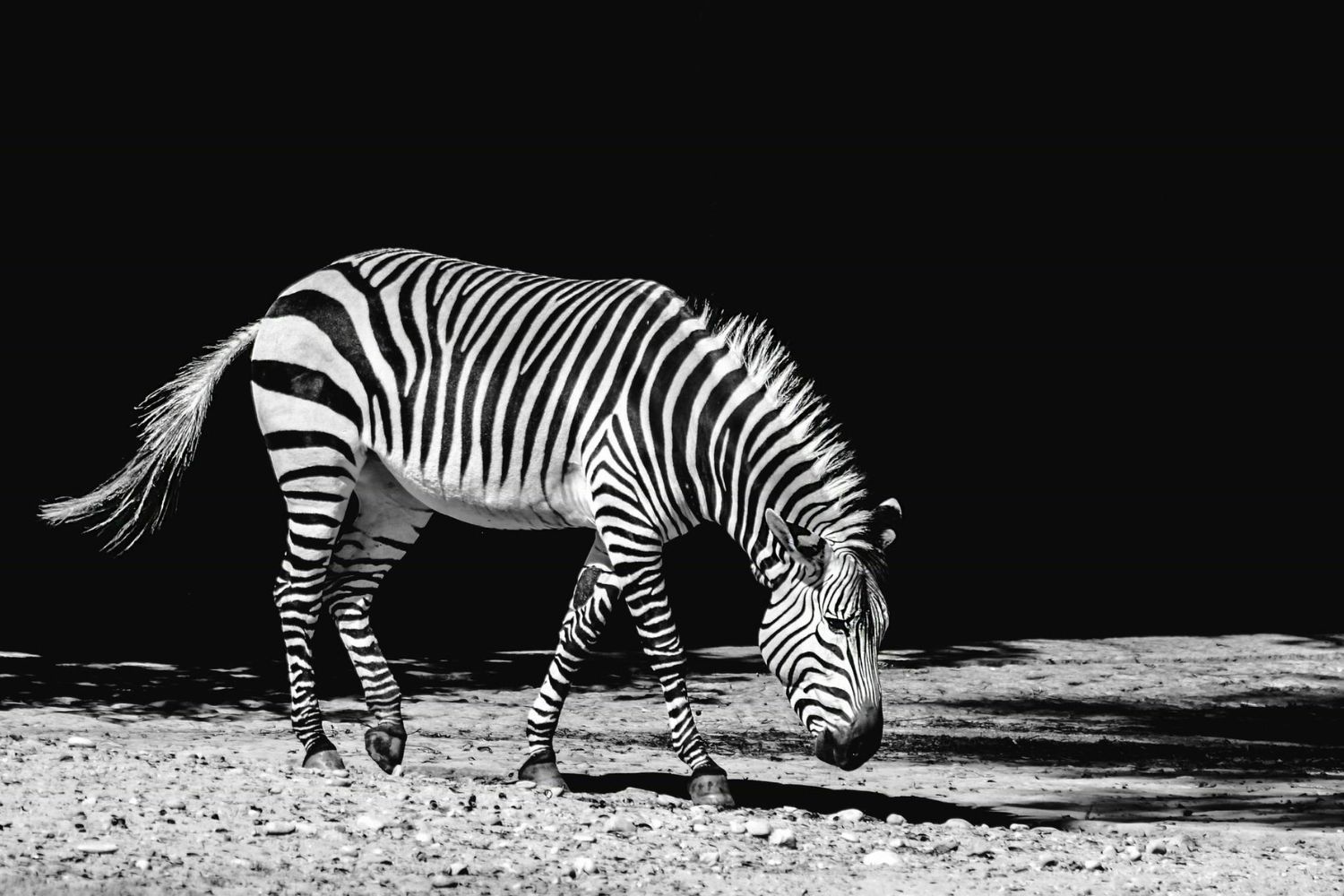 Por que não montamos zebras? A ciência revela o verdadeiro motivo
