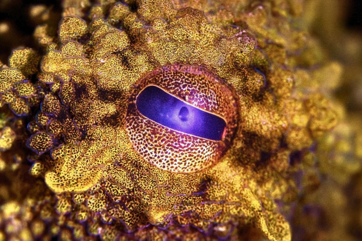 Polvos inspiram cosméticos e tintas com cores adaptáveis