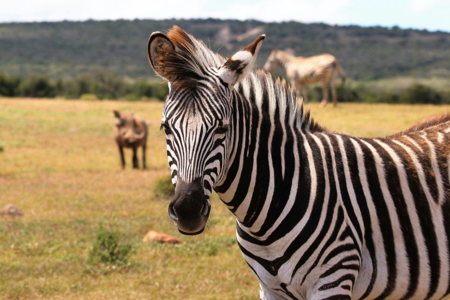 Por que não montamos zebras? A ciência revela o verdadeiro motivo
