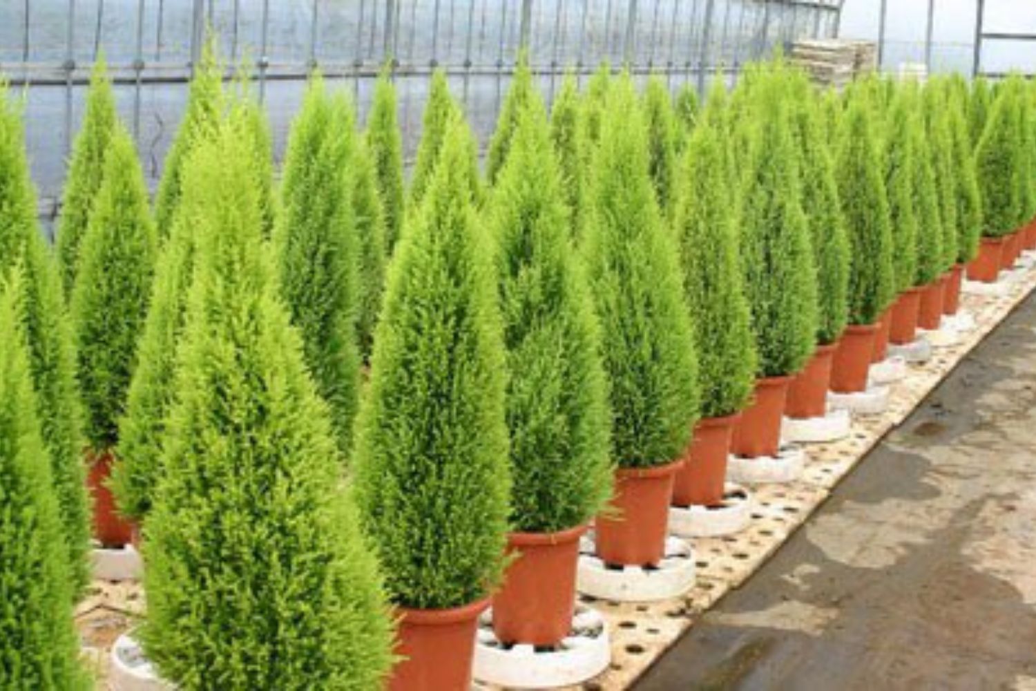 Esqueça a árvore de plástico: A planta vermelha que promete dominar o Natal de 2025