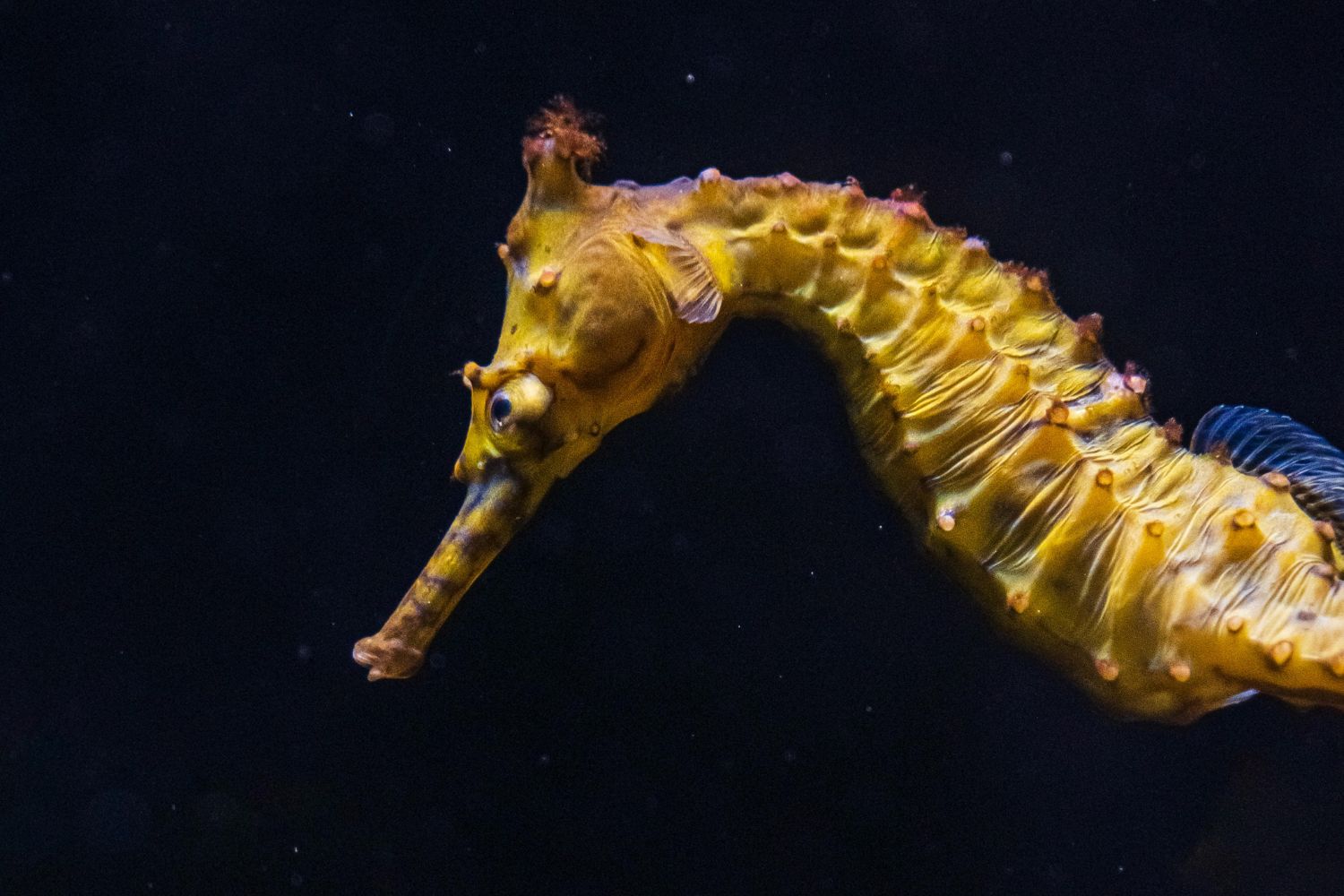 Gravidez masculina: Como os cavalos-marinhos evoluíram para isso acontecer