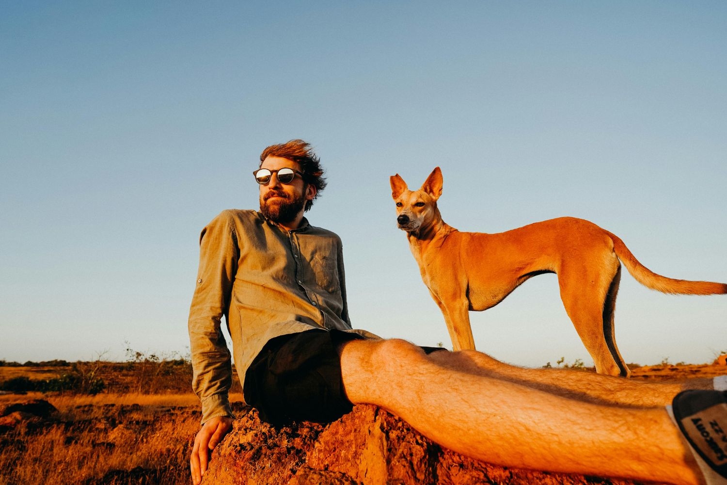 Basenji: o cachorro que não late — ele literalmente “grita”