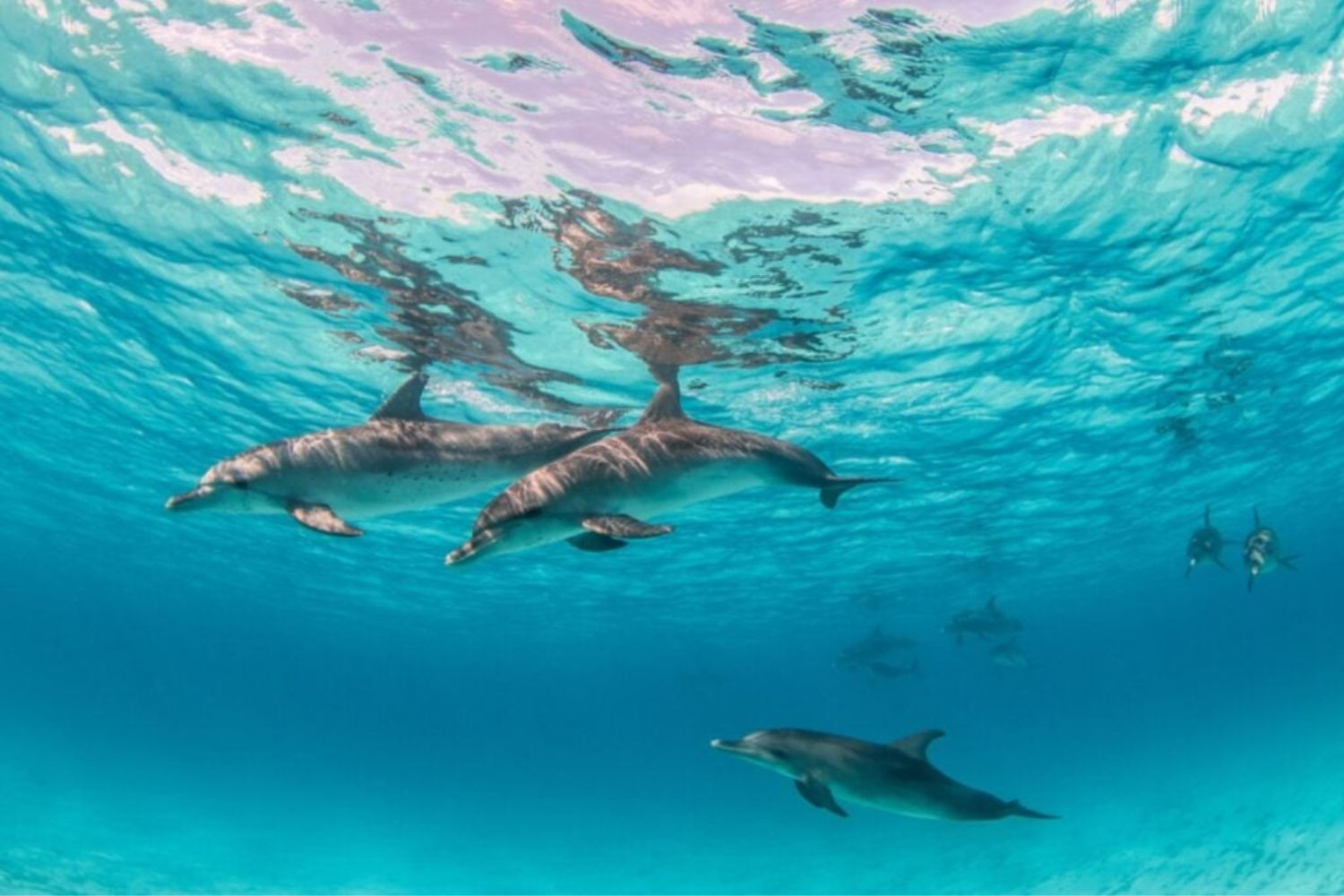 Animais Mais Inteligentes