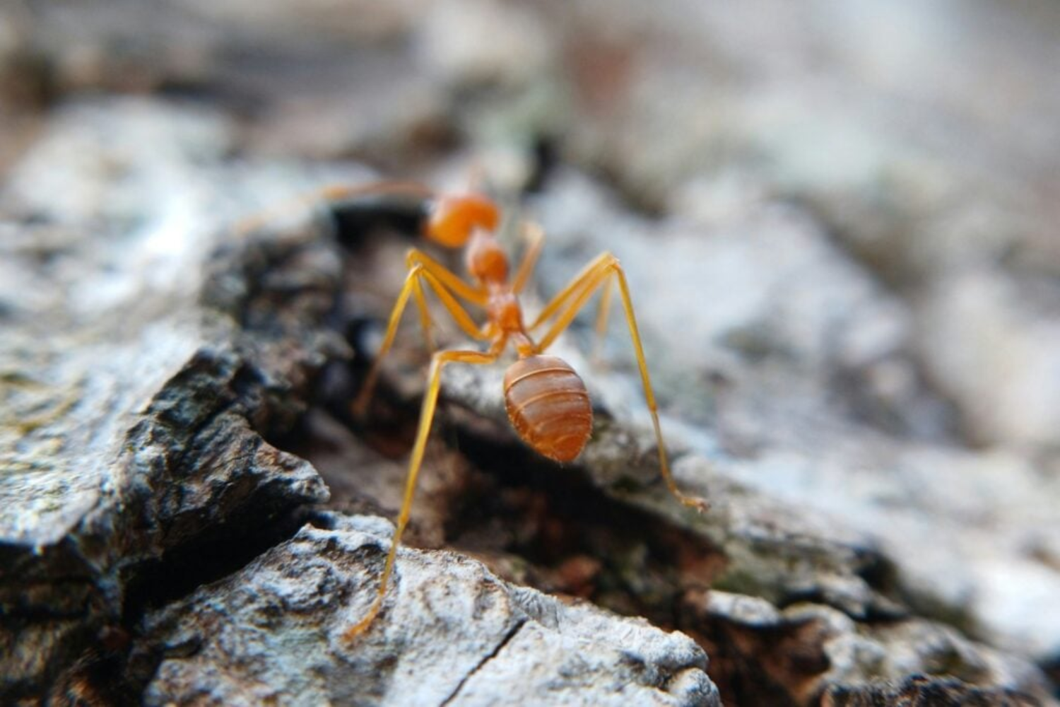 Formigas2