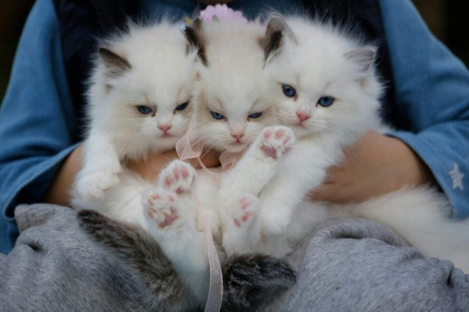 Gatos2