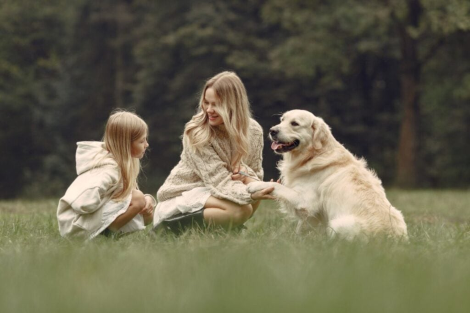 Humanos E Cães1