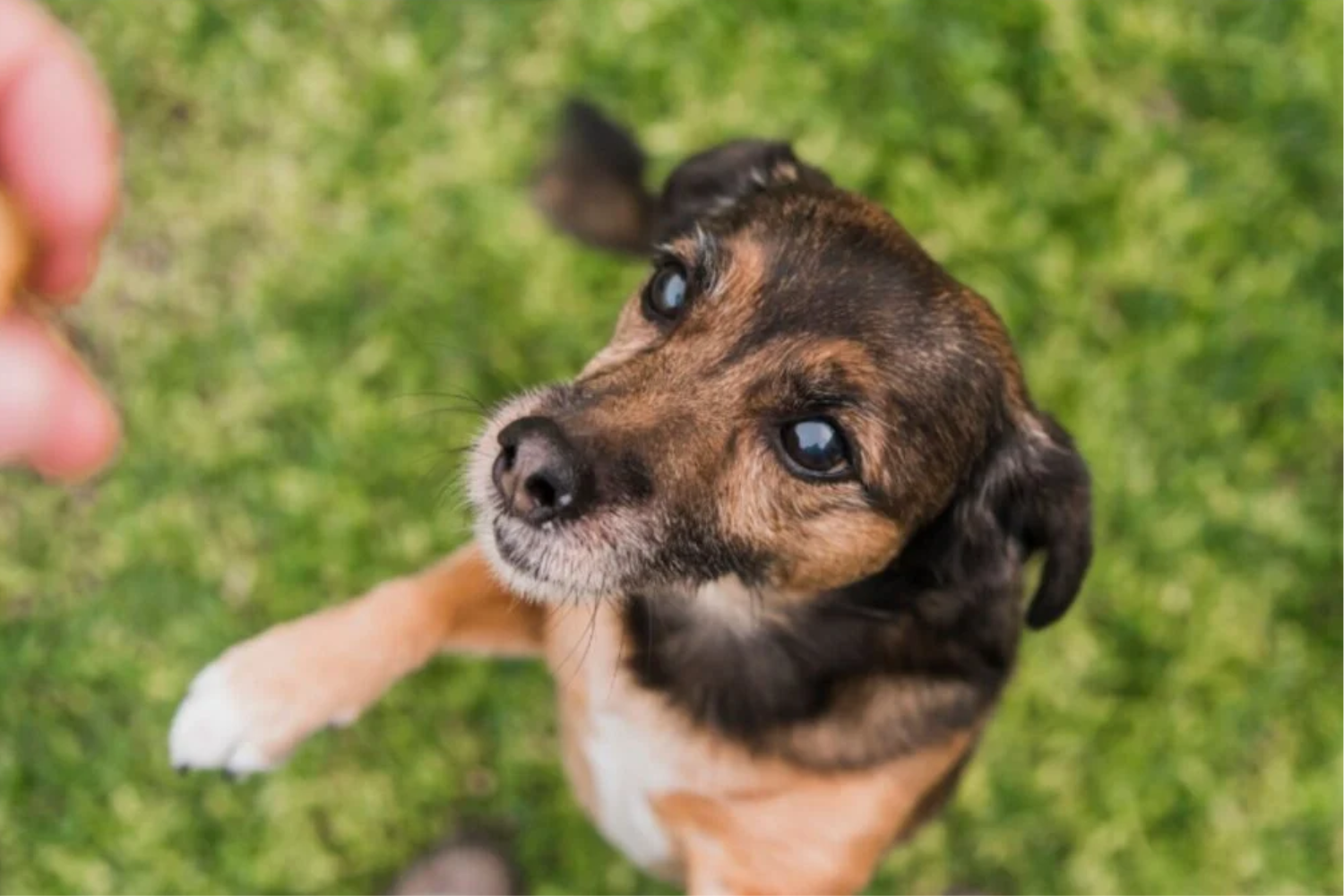 Longevidade Dos Cães