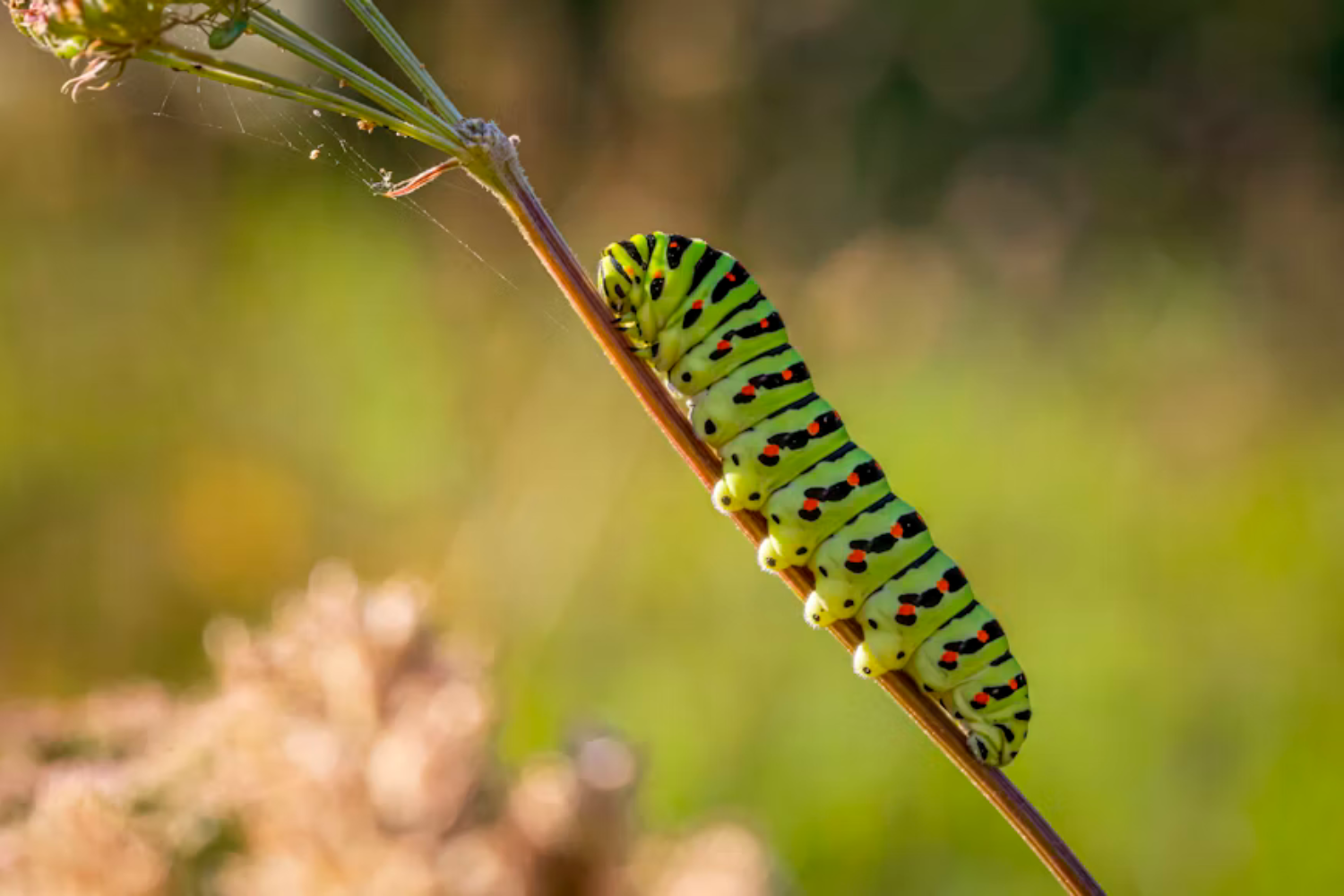 Oruga