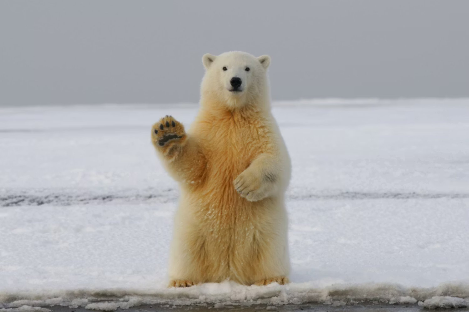 Oso Polar