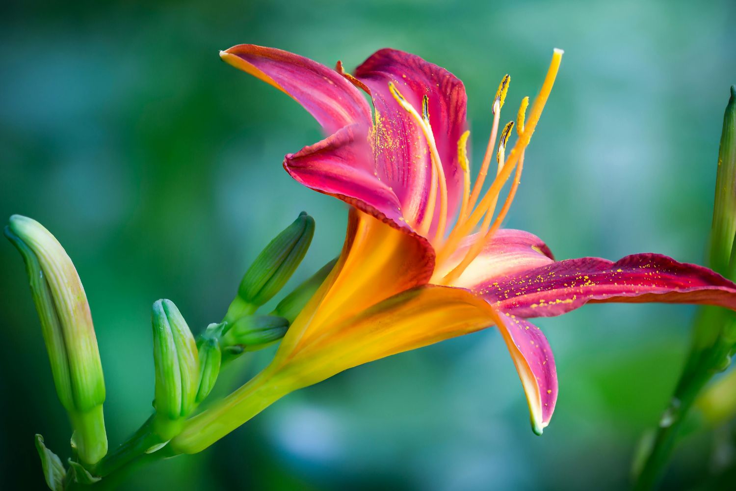 A beleza que só dura 24 horas: a flor que encanta Joinville