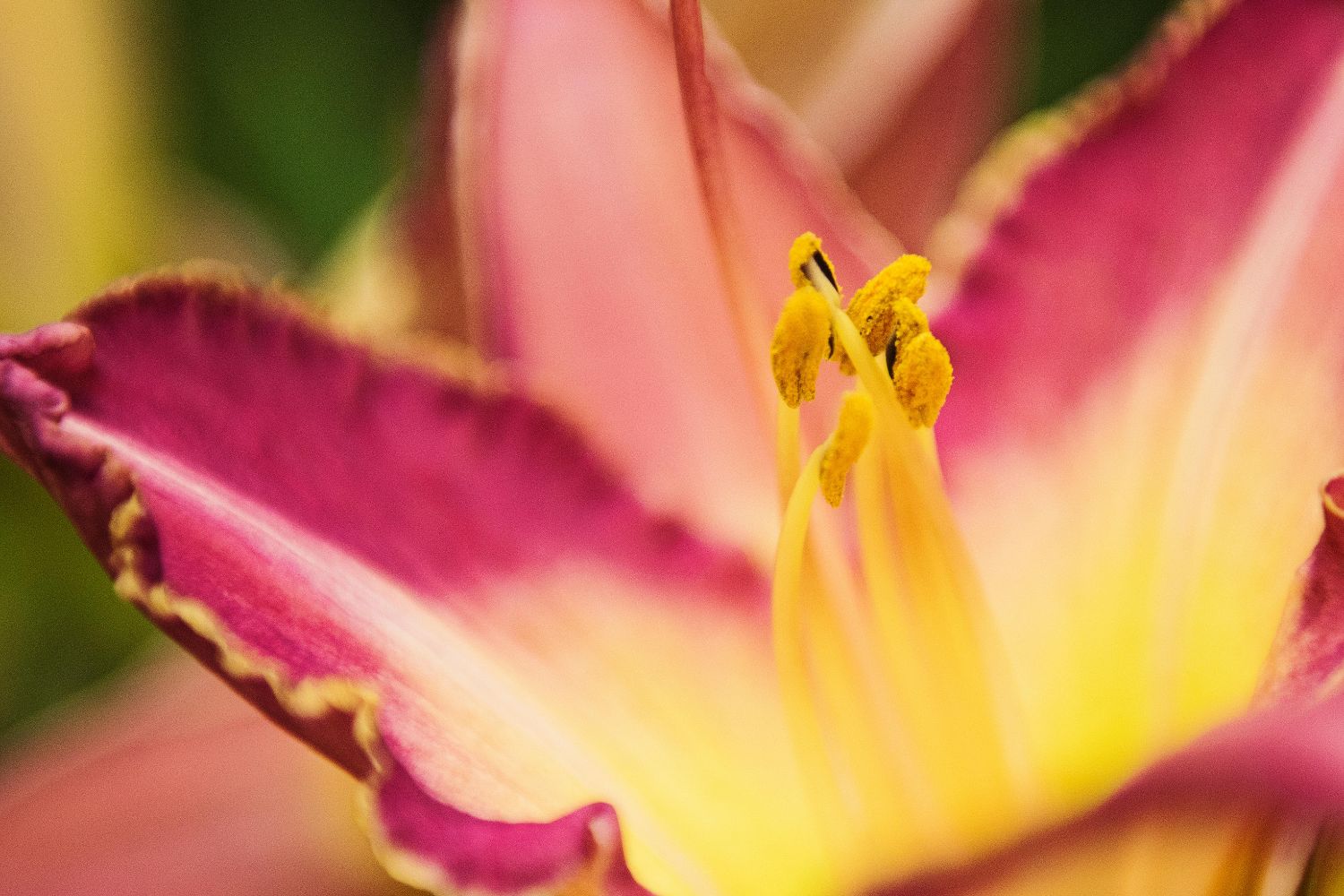 A beleza que só dura 24 horas: a flor que encanta Joinville