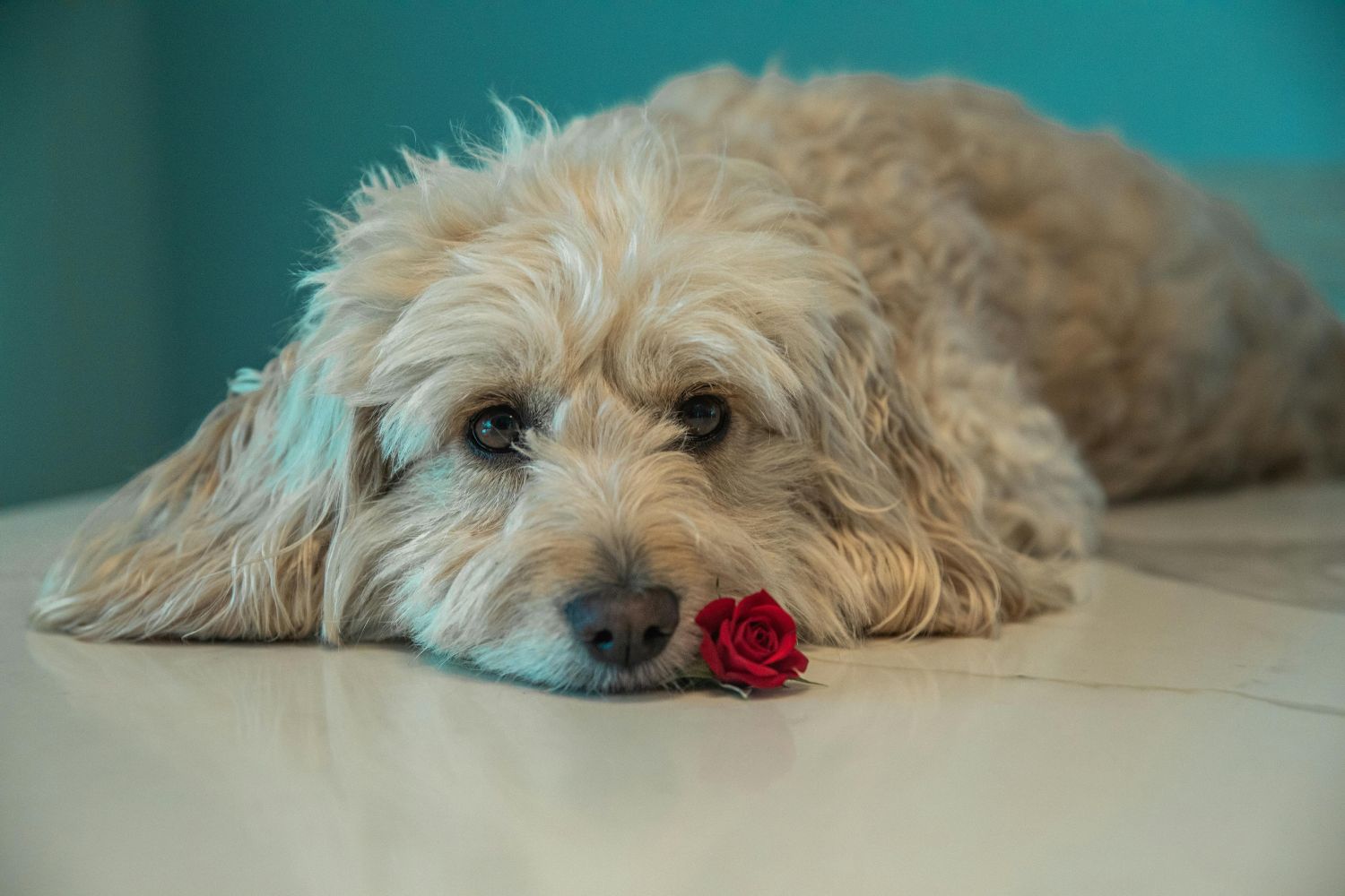 Por que filmes com cachorro fazem a gente chorar mais