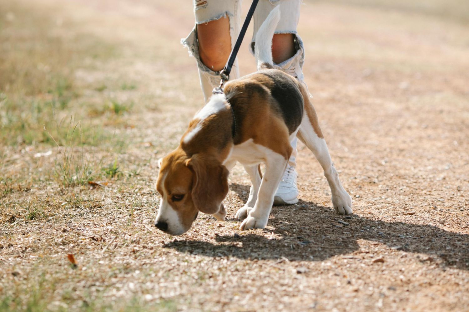 Cães conseguem reconstruir o passado usando apenas o focinho