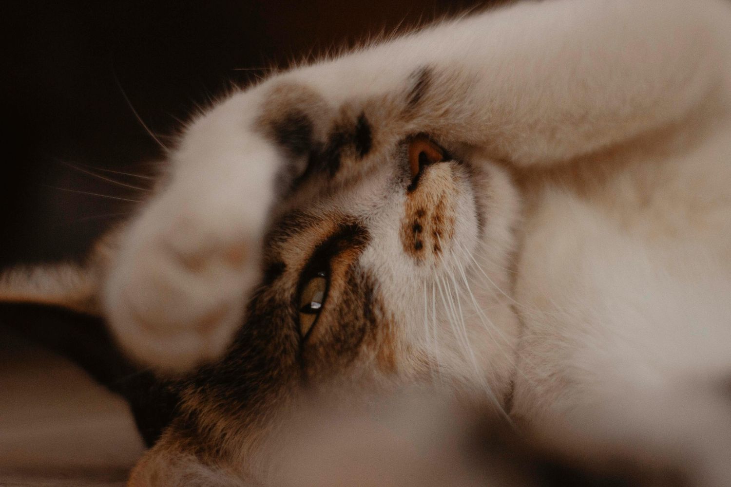 O ronrom do gato não é só carinho — a ciência explica por quê