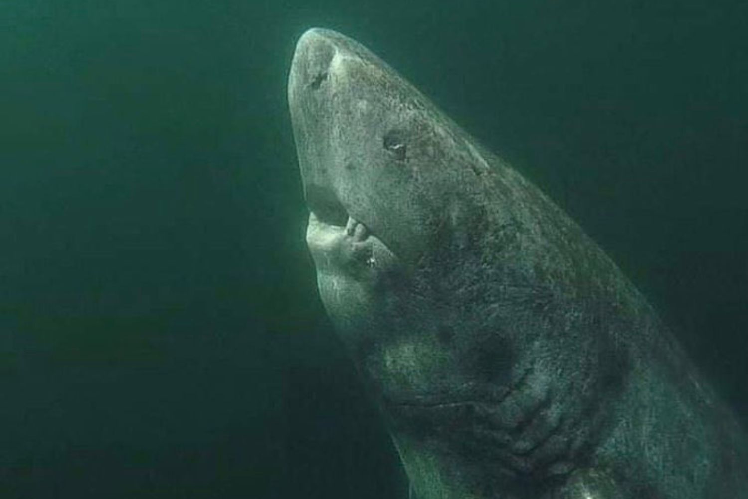 Um tubarão praticamente imortal habita as águas do Ártico