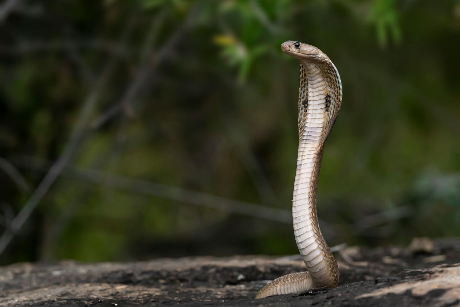O que realmente diferencia cobras venenosas das inofensivas