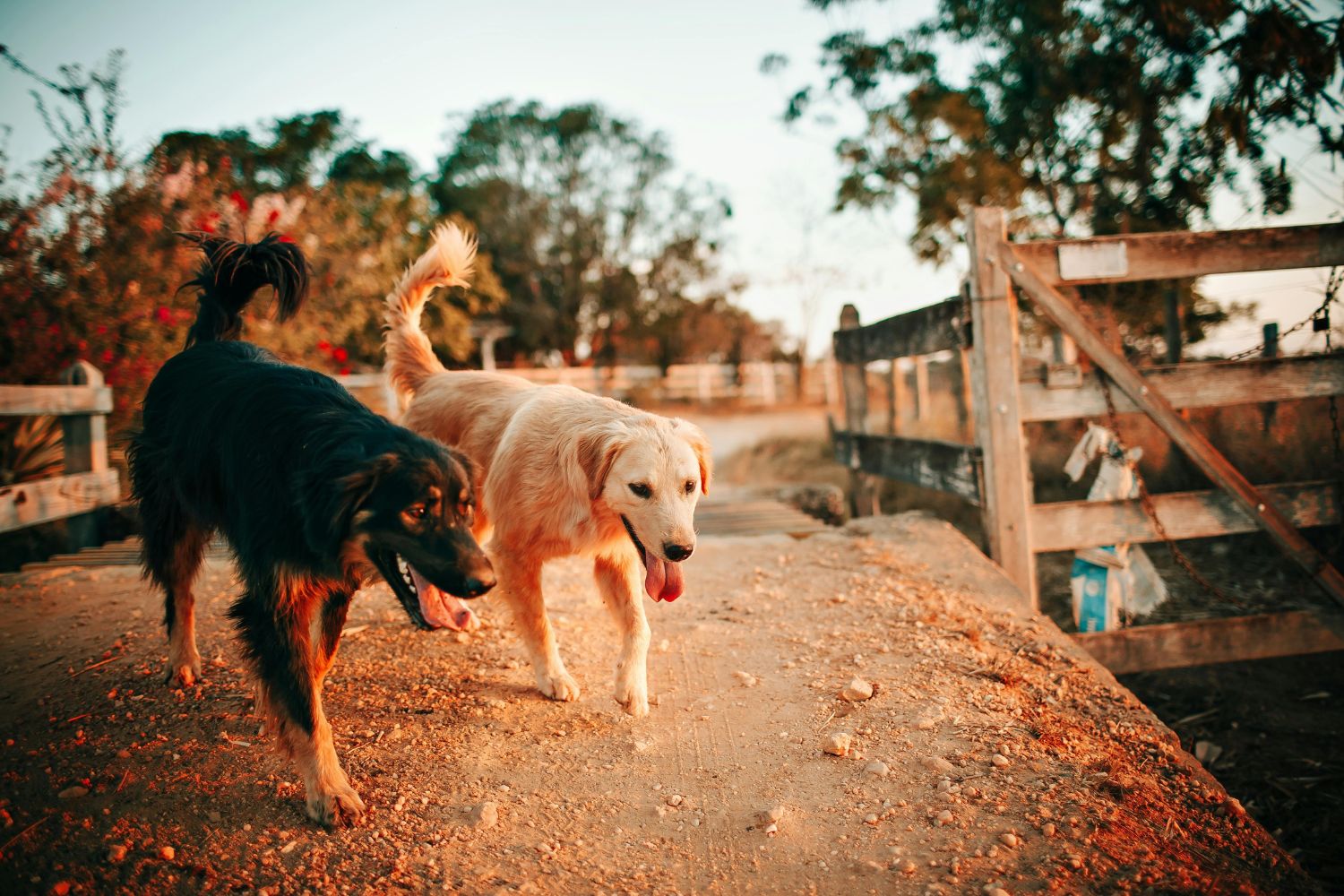 64% das raças de cães ainda carregam genes de lobos