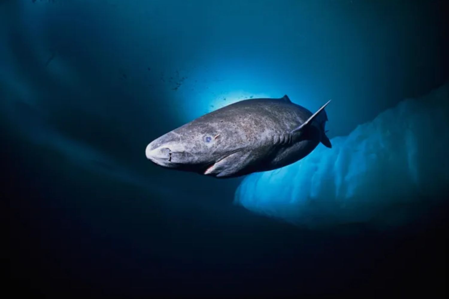 Um tubarão praticamente imortal habita as águas do Ártico
