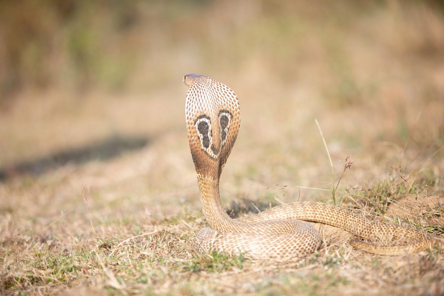 O que realmente diferencia cobras venenosas das inofensivas