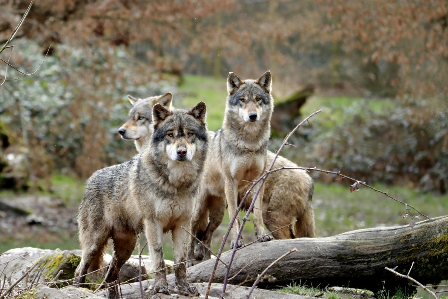 64% das raças de cães ainda carregam genes de lobos