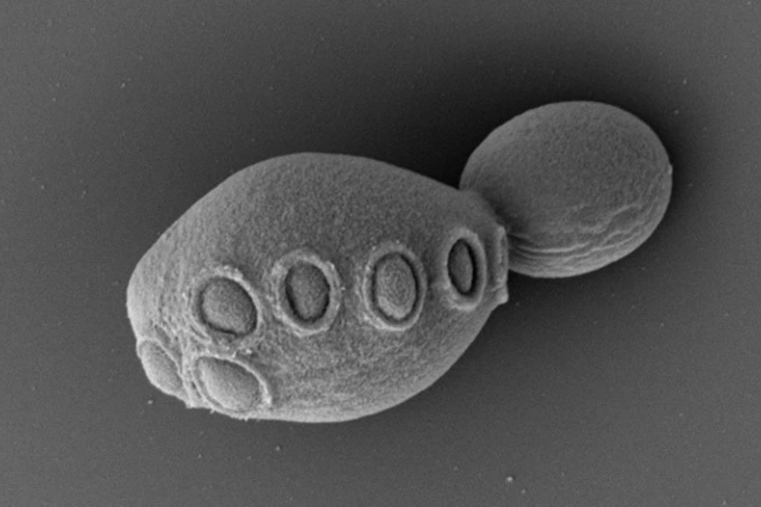 Cientistas criam genoma sintético inédito e abrem nova era da biologia