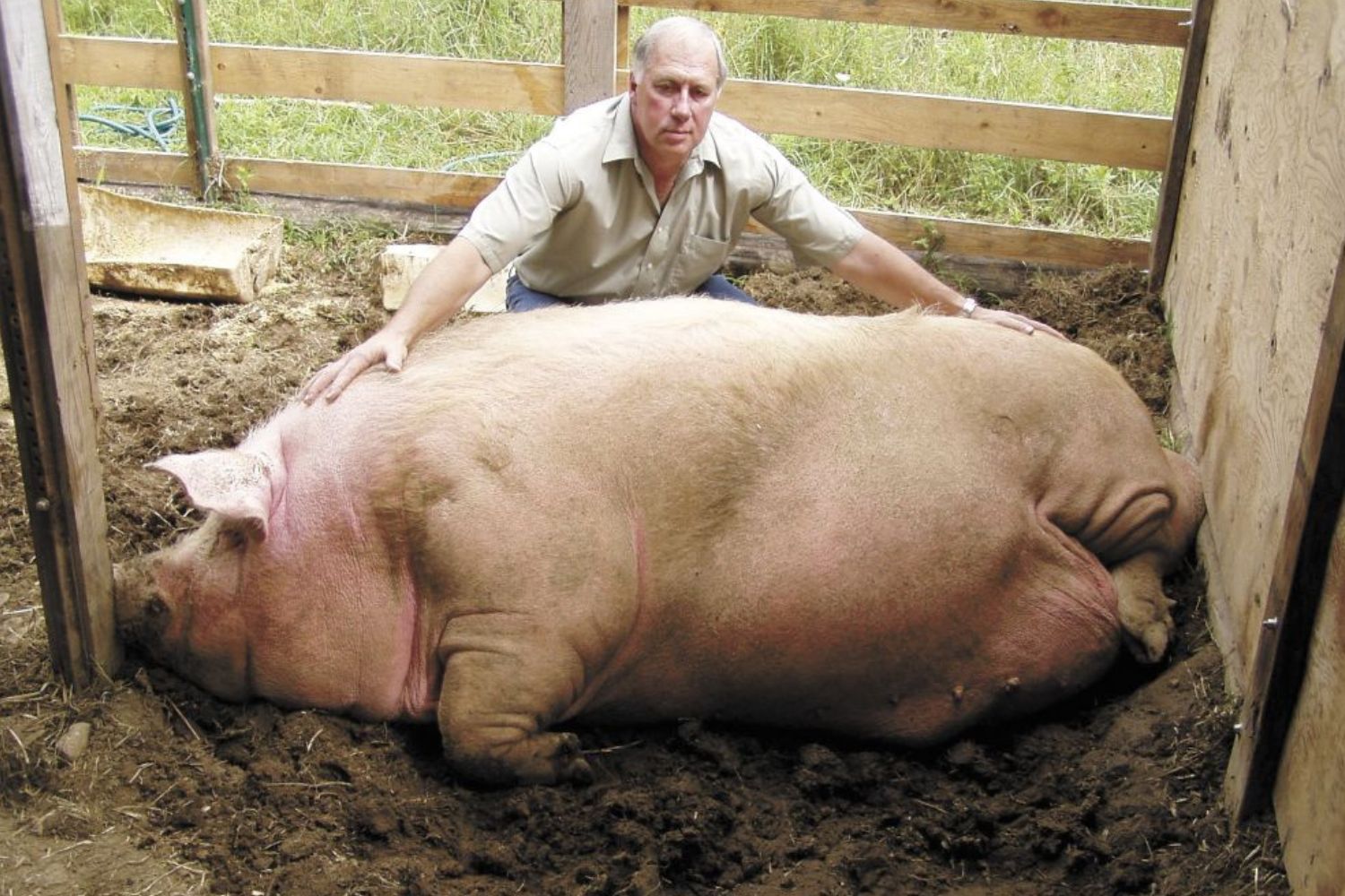 Big Bill: O maior porco da história que parecia um carro