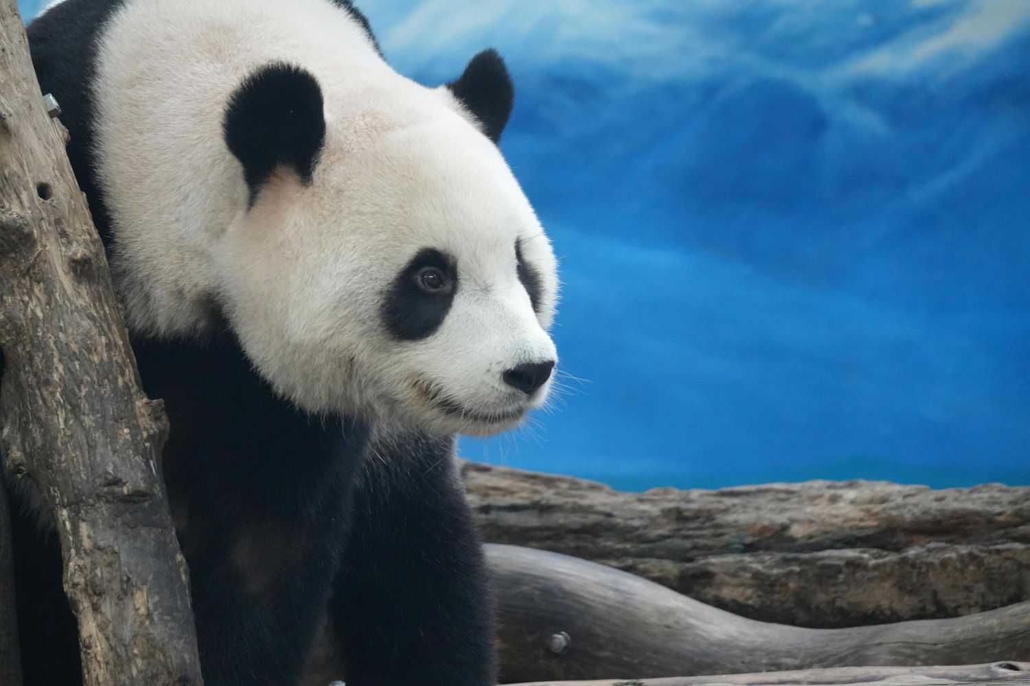 Zebras, pandas e pinguins: o mistério do preto e branco