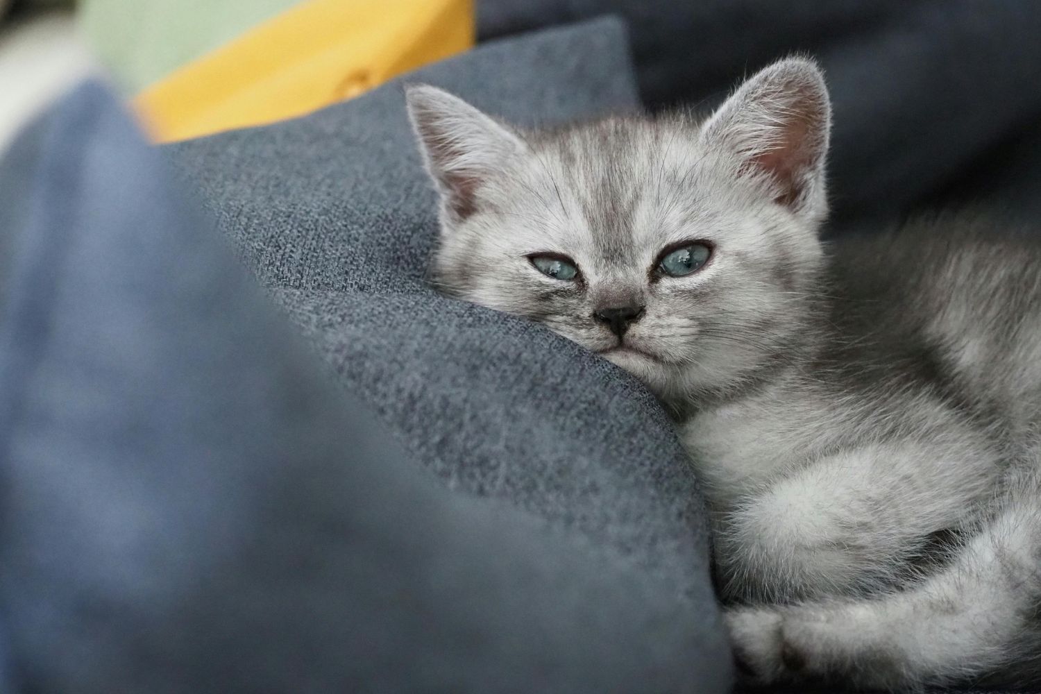 A ciência finalmente revelou o que os gatos sentem por seus donos