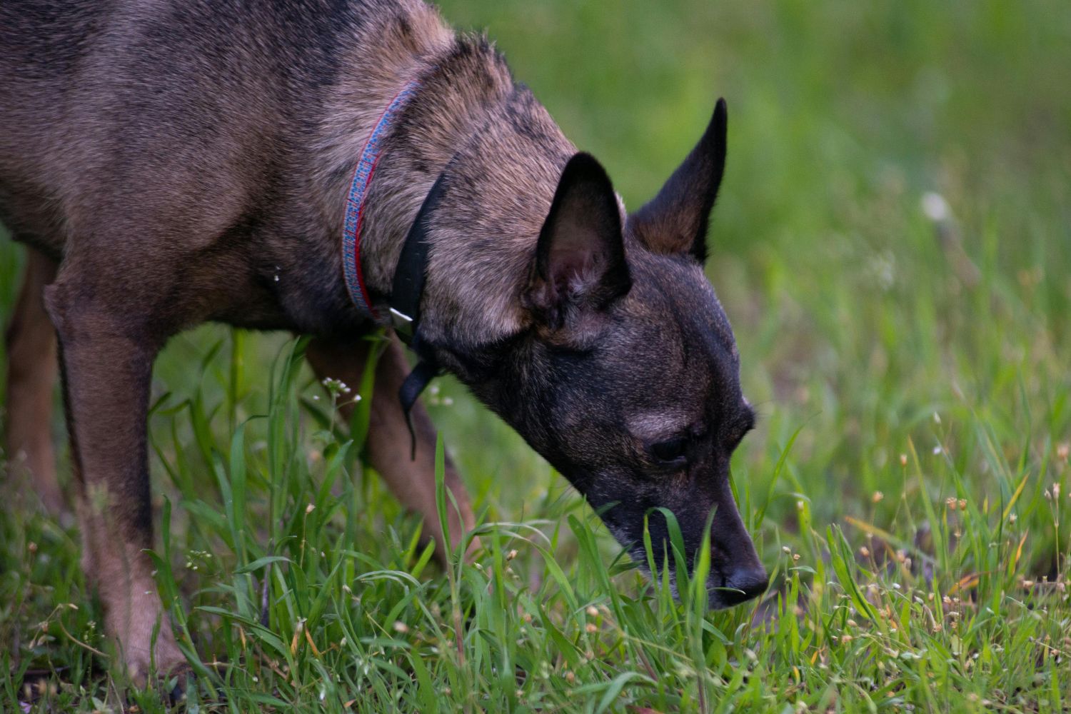 Cães conseguem reconstruir o passado usando apenas o focinho
