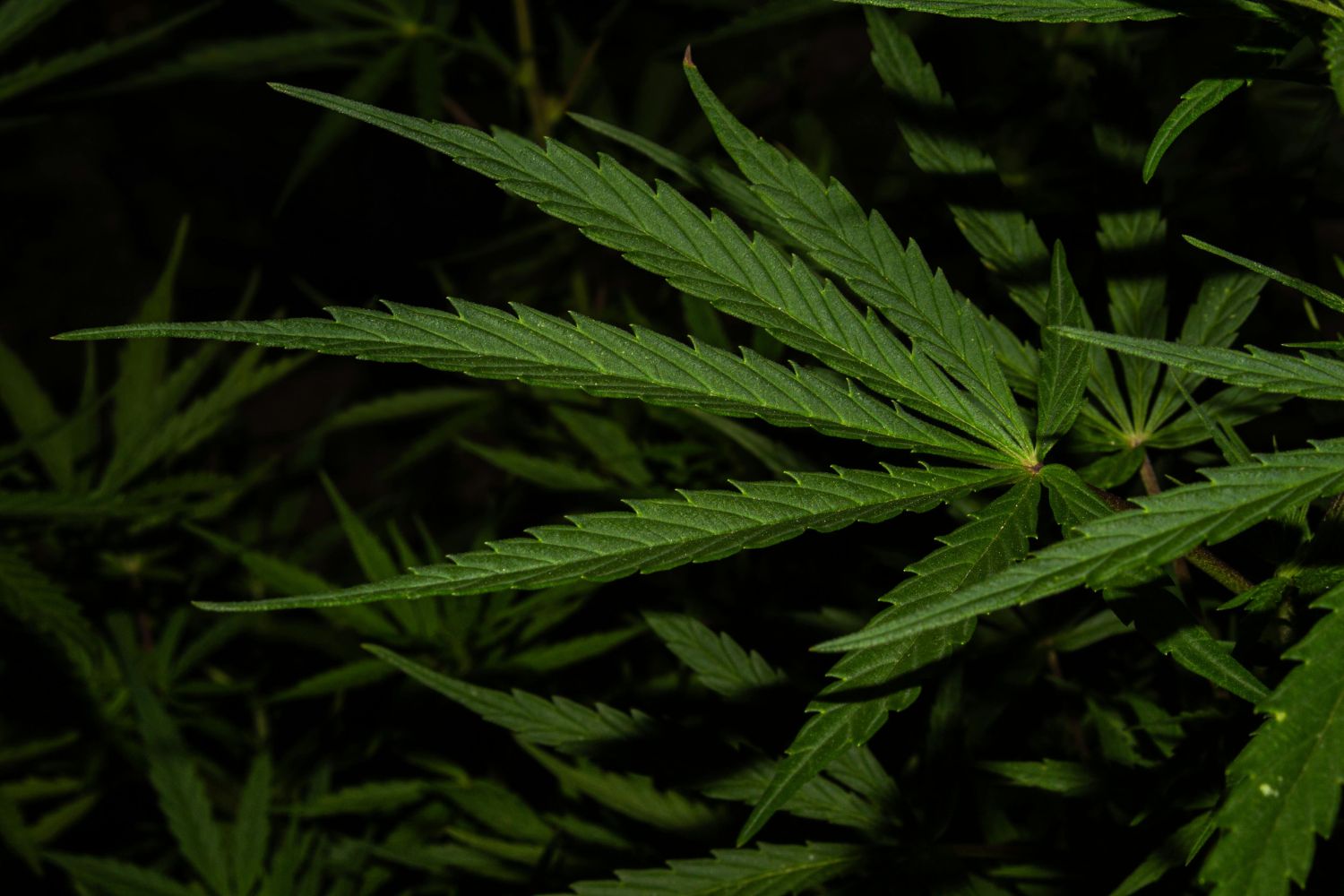 Síndrome ligada à cannabis provoca alerta após novo reconhecimento da OMS
