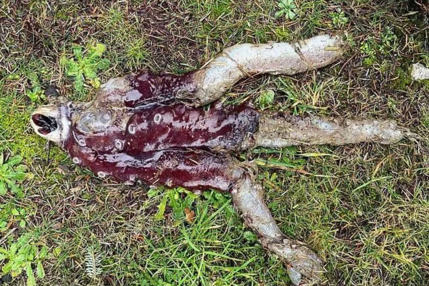 Polvo raríssimo é encontrado na Escócia e assusta banhista