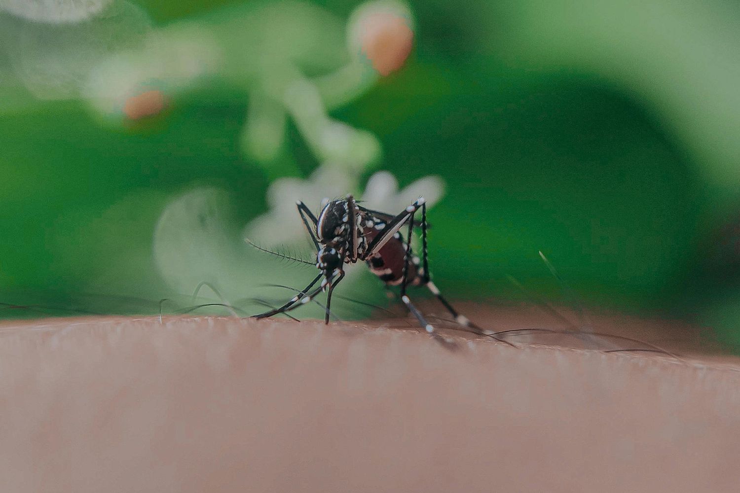 Brasileiro entra no top 10 da Nature e muda o combate à dengue