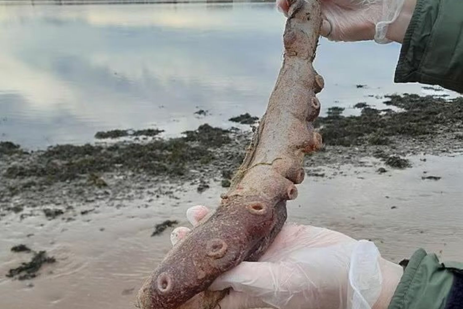 Polvo raríssimo é encontrado na Escócia e assusta banhista