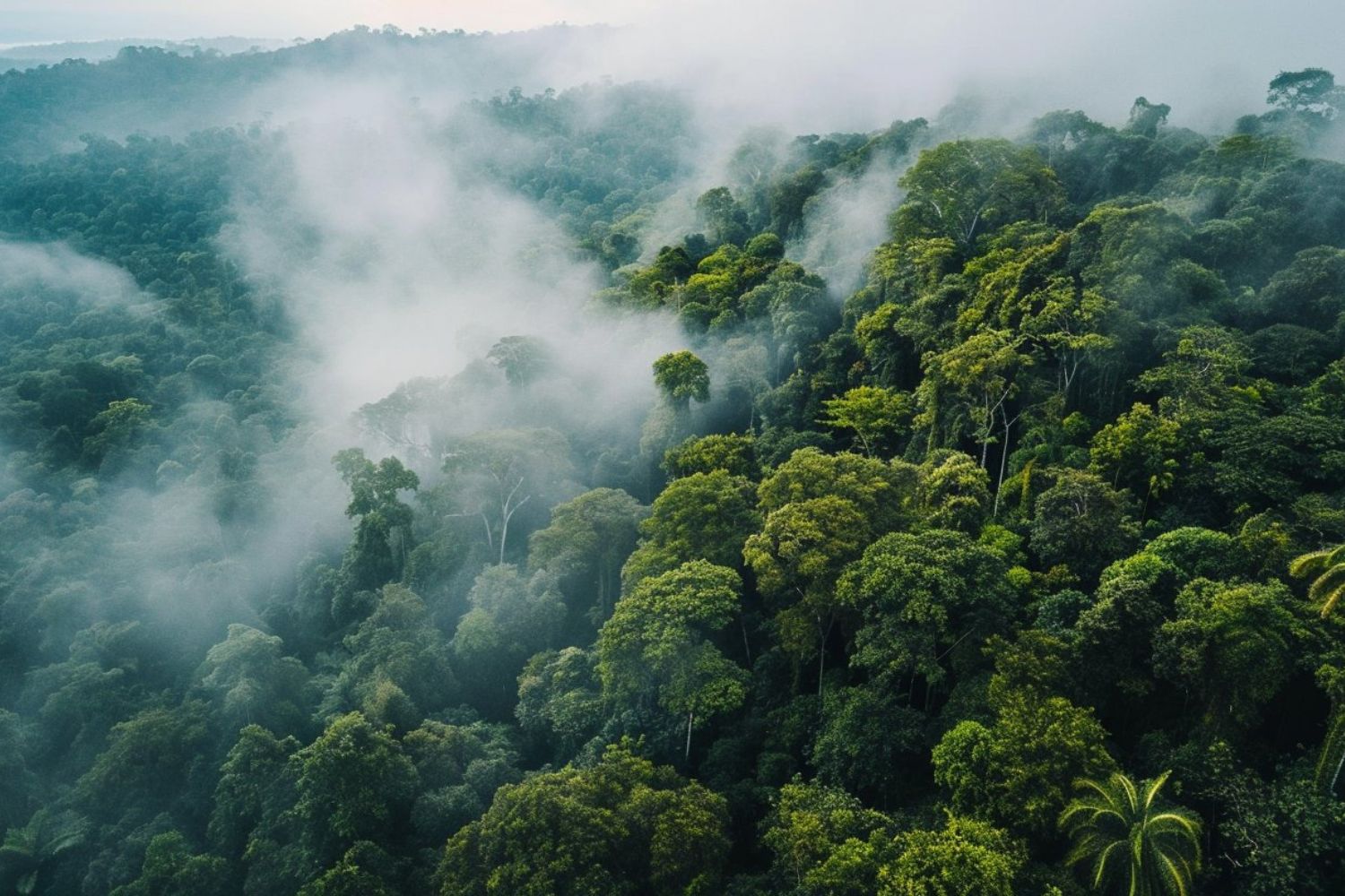 Cientistas alertam: novo clima ameaça a sobrevivência da Amazônia