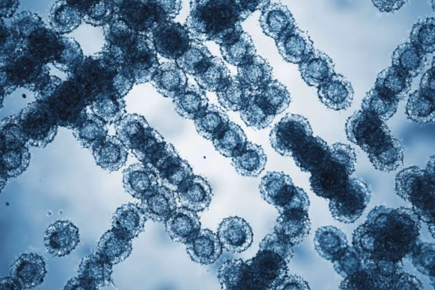 Fungo Hospitalar Perigoso