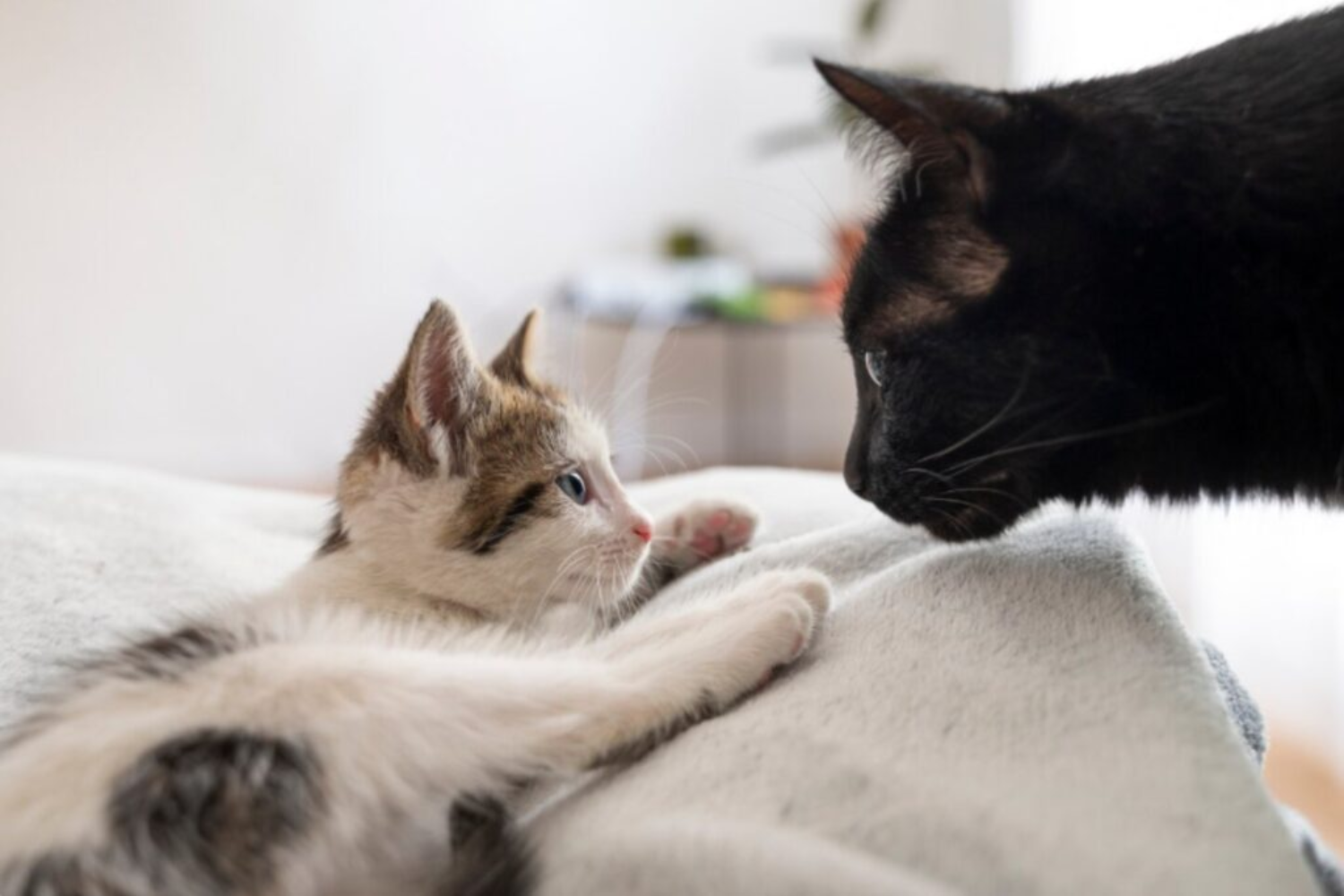 Gatos Domésticos1