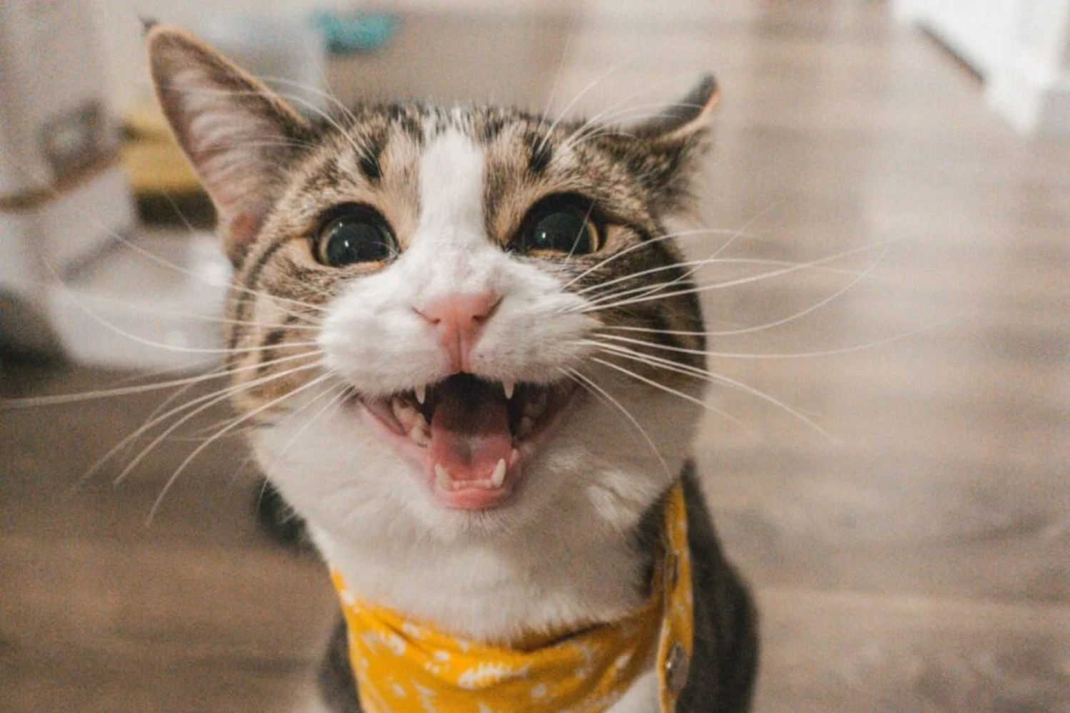 Gatos Em Casa