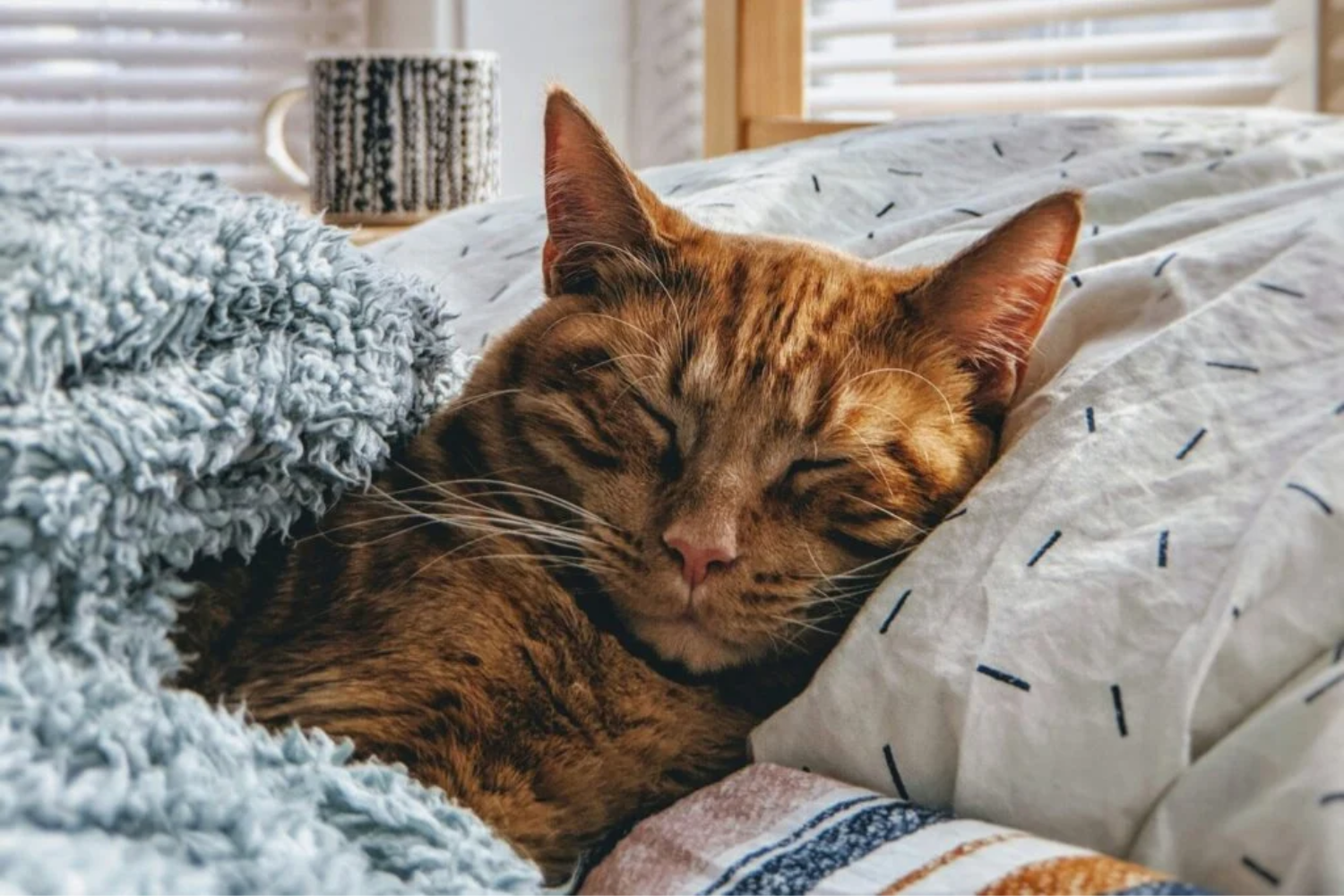 Gatos Em Casa1