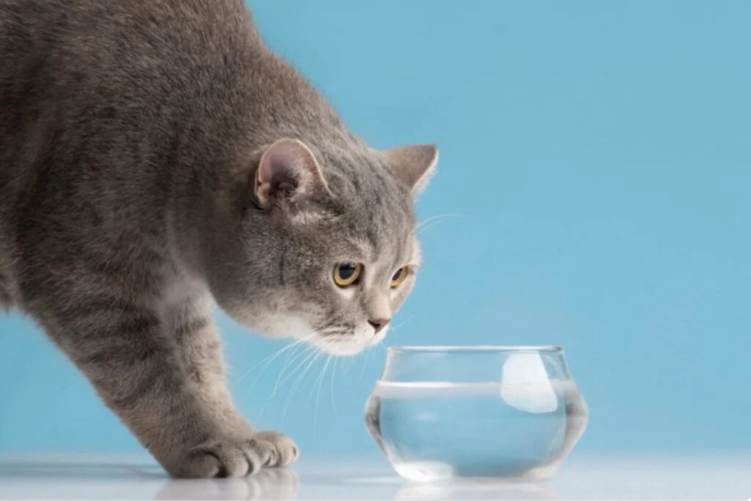 Gatos Fugirem Do Banho