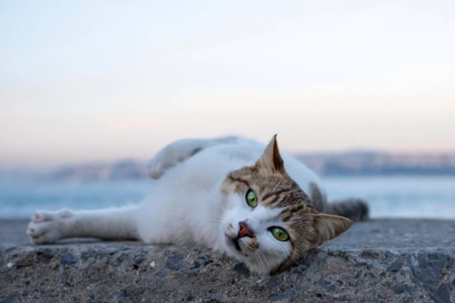 Refrescar O Gato1