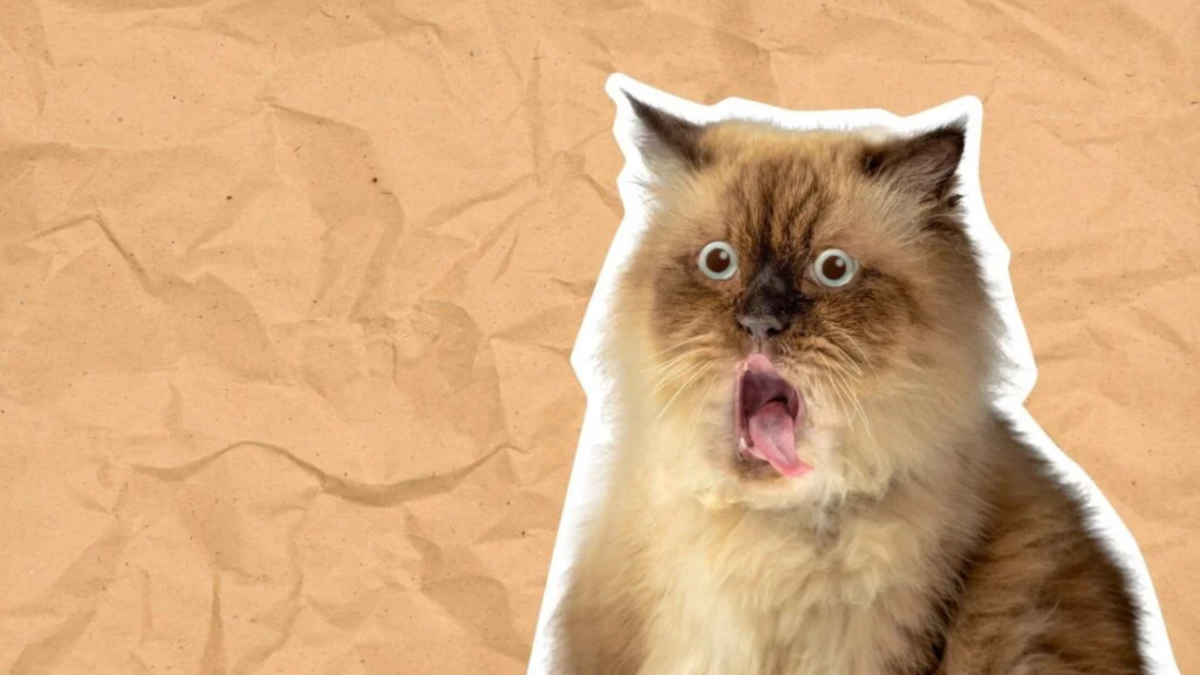 A função do Google Fotos que transforma suas fotos em memes em segundos