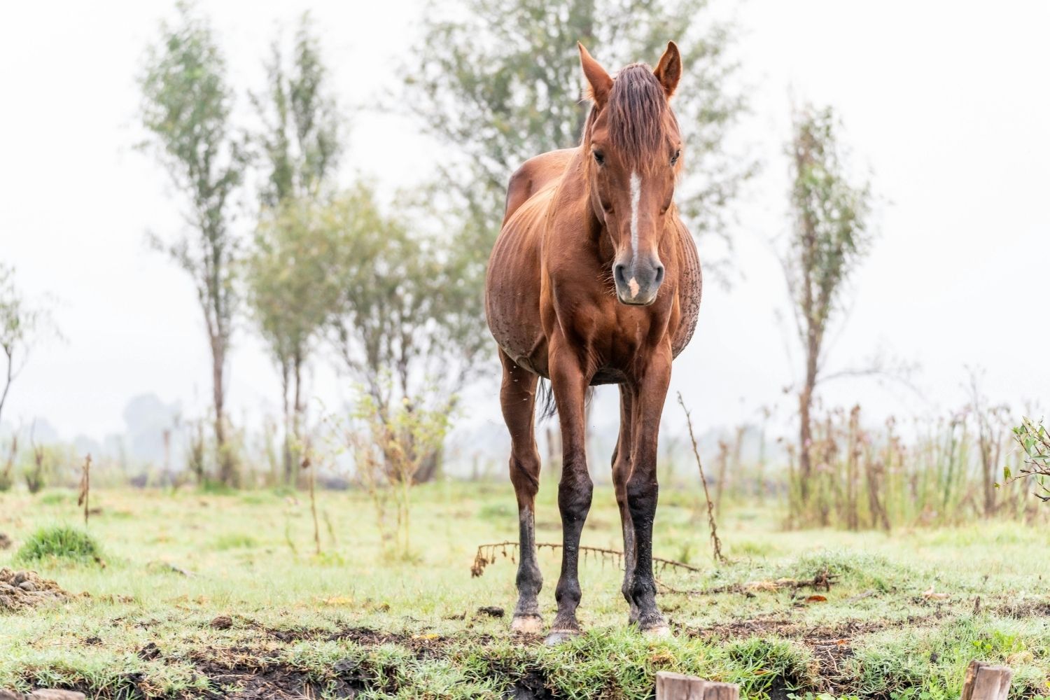 Um estudo recente revela que cavalos conseguem perceber o medo humano apenas pelo cheiro