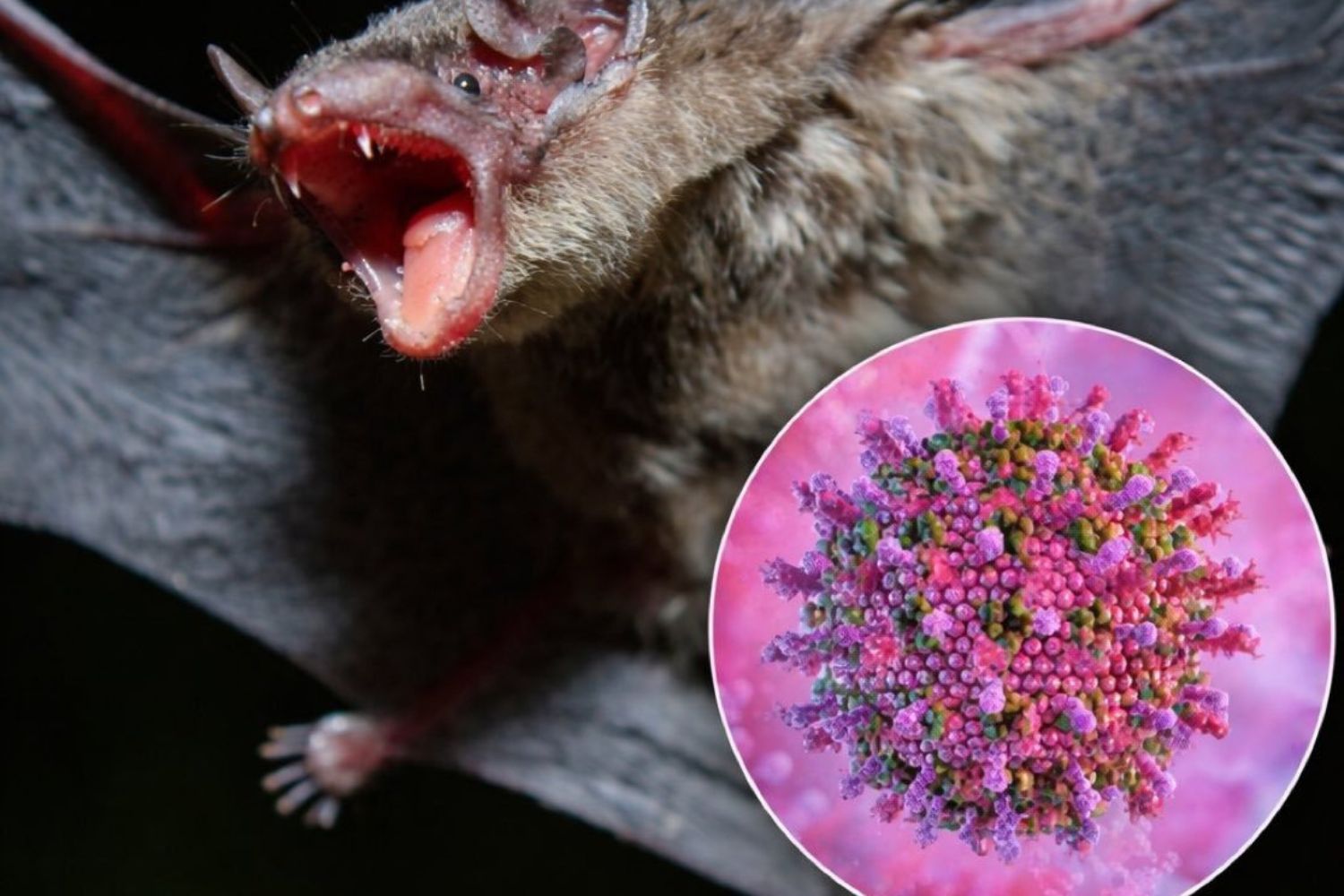 Por que o vírus Nipah não representa uma nova ameaça para o Brasil