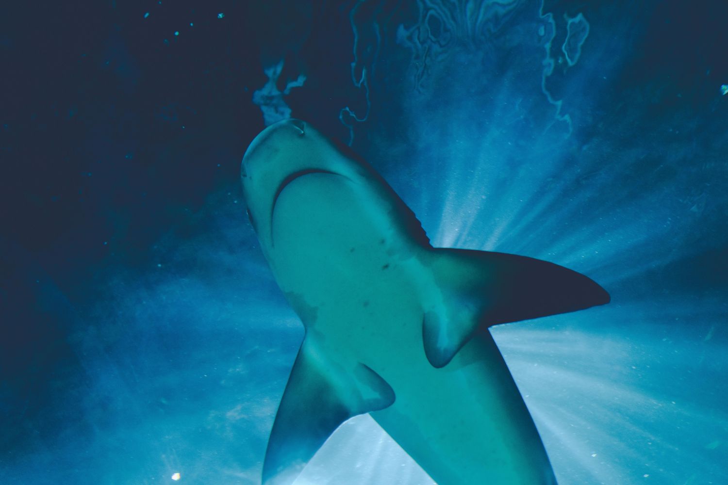 O medo de tubarões não nasce no oceano — nasce na sua cabeça