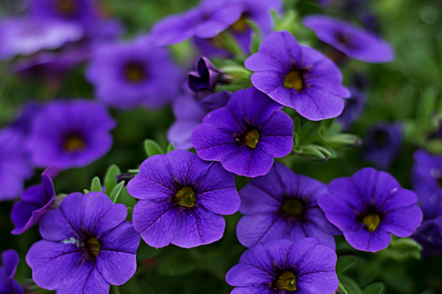 O violeta: a cor que a natureza quase não consegue criar