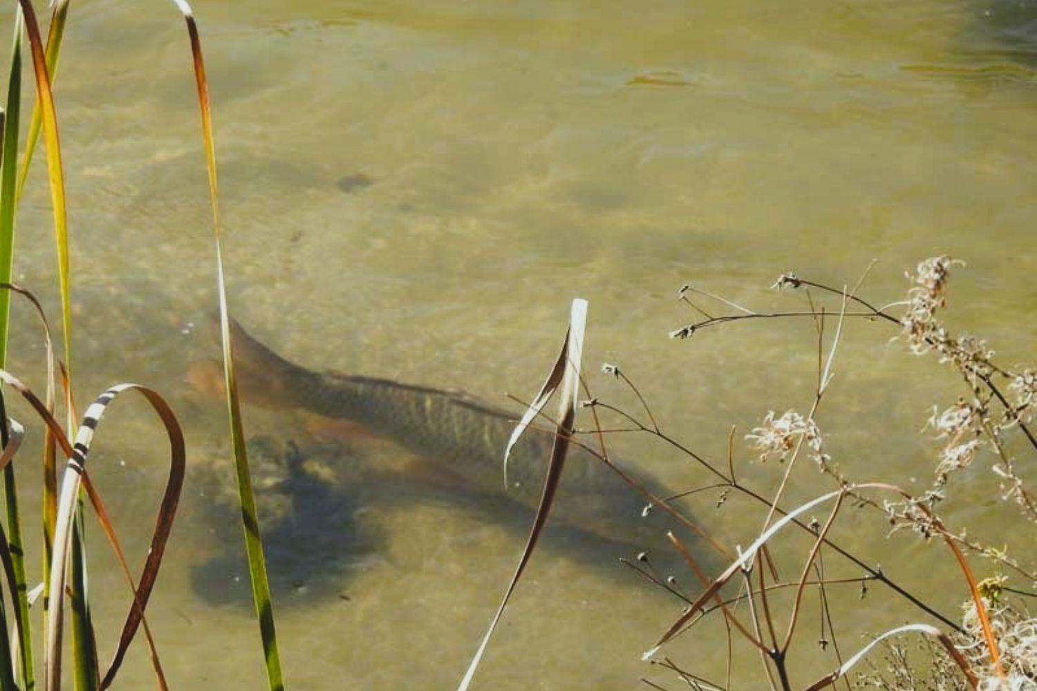 O peixe que muda lagos sem fazer barulho