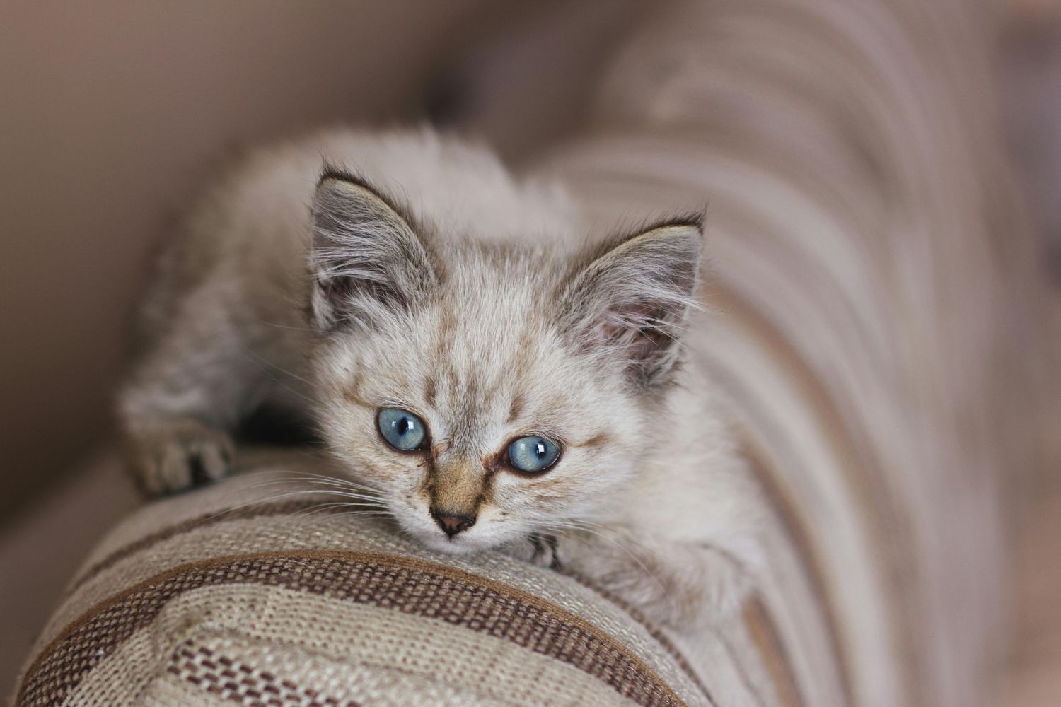 O que os gatos sentem quando ninguém está olhando